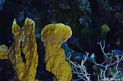 Millepora platyphylla-Safaga Panomara Reef N-31m-20171123-Denis-ADER-DSC_3625_tn